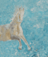 cheval blanc sur fond bleu